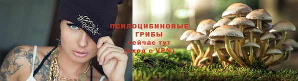 сатива Заволжье